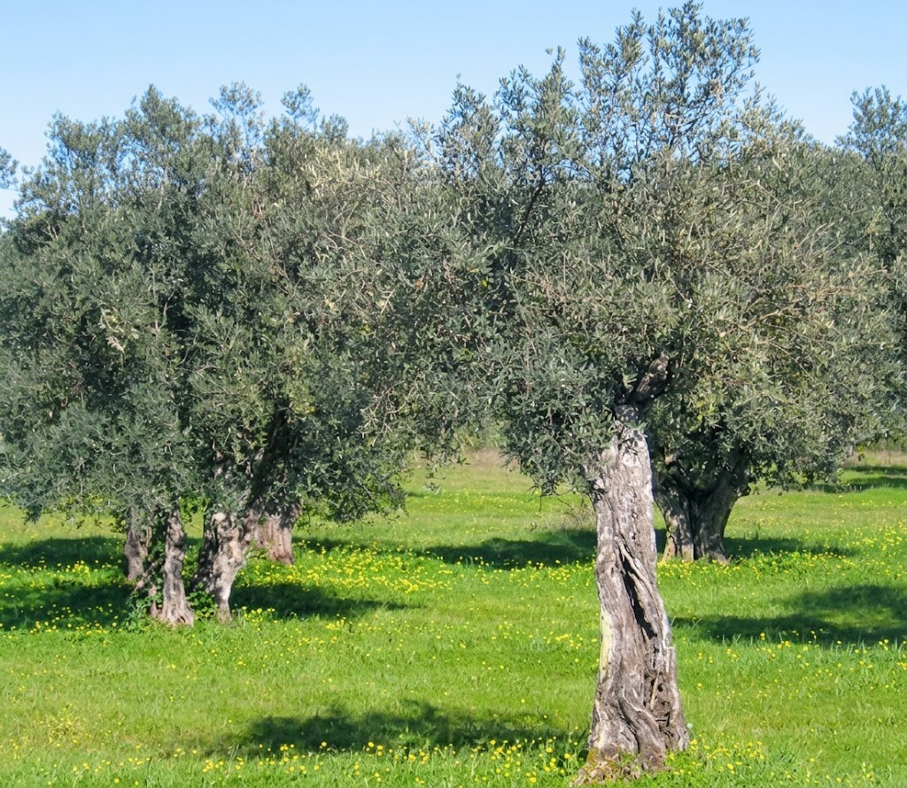 Olivenbäume auf grüner Wiese mit gelben Blumen und blauem Himmel